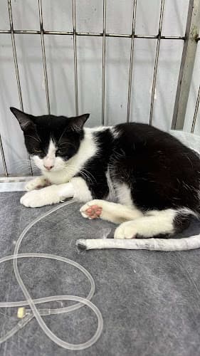 Pet Saver Veterinary Clinic and Grooming Services Guagua Branch listing photo