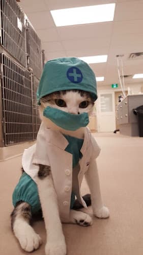 Petaholic Veterinary Clinic listing photo
