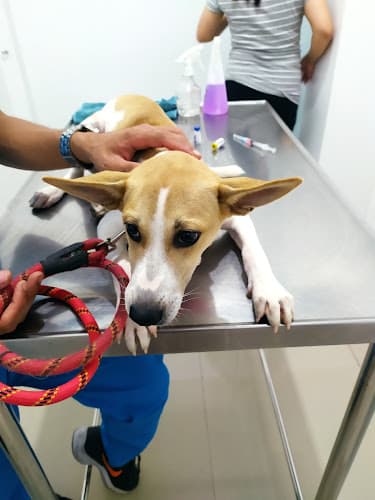 RHS Veterinary Clinic listing photo