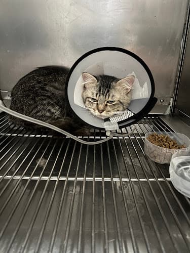 Pet Hub Veterinary Clinic - Baliwag Branch listing photo