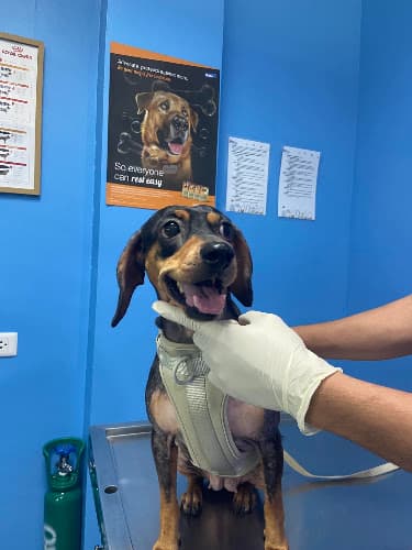 Animal Wellness Veterinary Clinic - Banawa Centrale listing photo