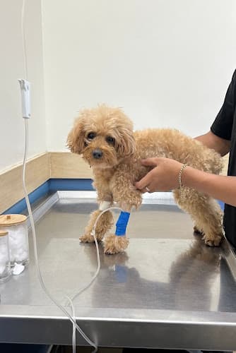 Dr. Lee's Animal Care and Wellness Center listing photo