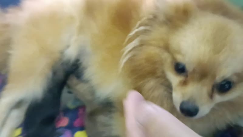 Barksite Animal Clinic listing photo