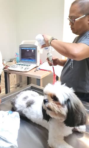 Urban Pet Clinic listing photo