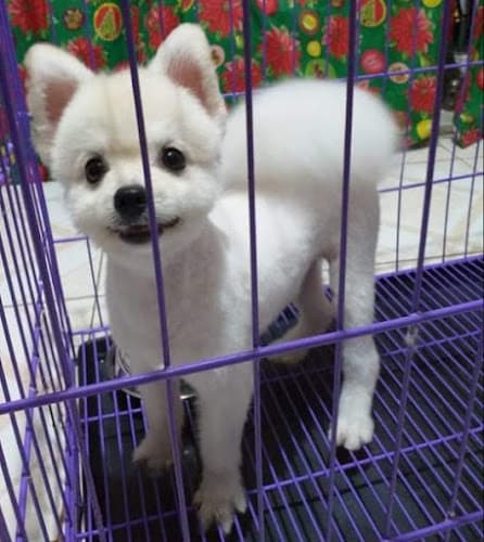 Furs Place Animal Clinic and Grooming Center listing photo