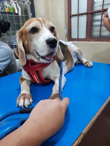 Aycardo Veterinary Center Inc. - Talisay Branch listing photo
