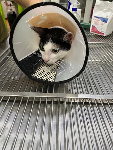Vetlink Veterinary Services - A Community Vet Clinic listing photo