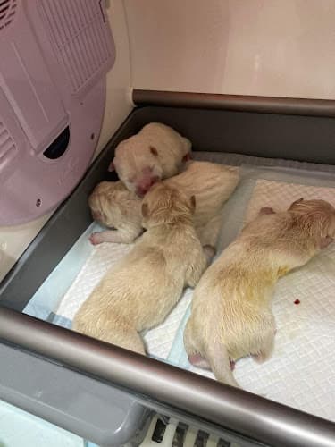 PET DOCTORS VETERINARY CLINIC listing photo