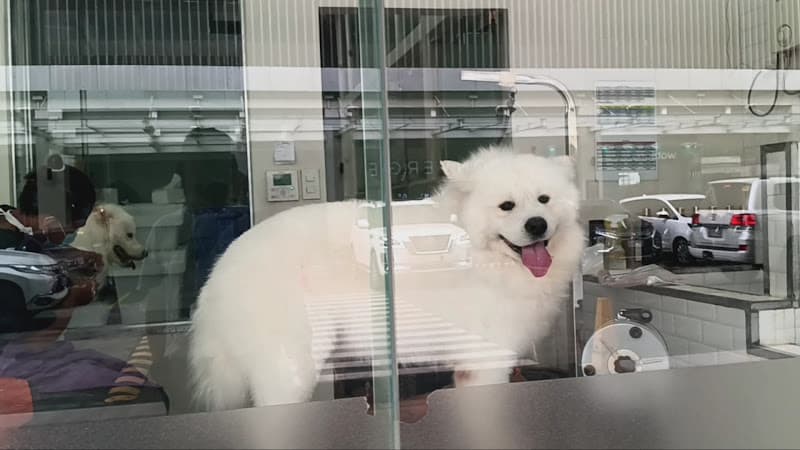 Pets Society Veterinary and Wellness - Oakridge listing photo