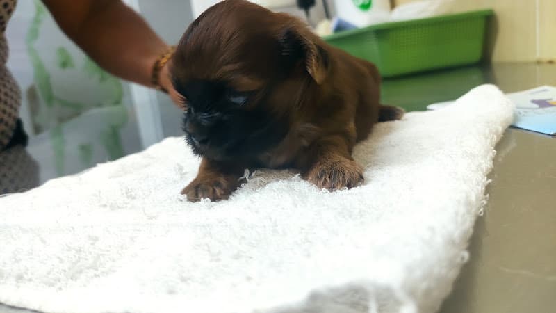 Riceville Animal Clinic listing photo
