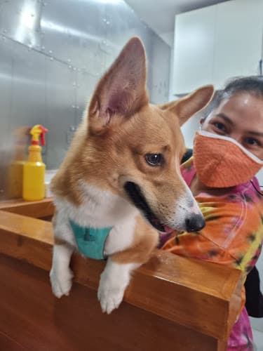 ClinicOVet Animal House listing photo