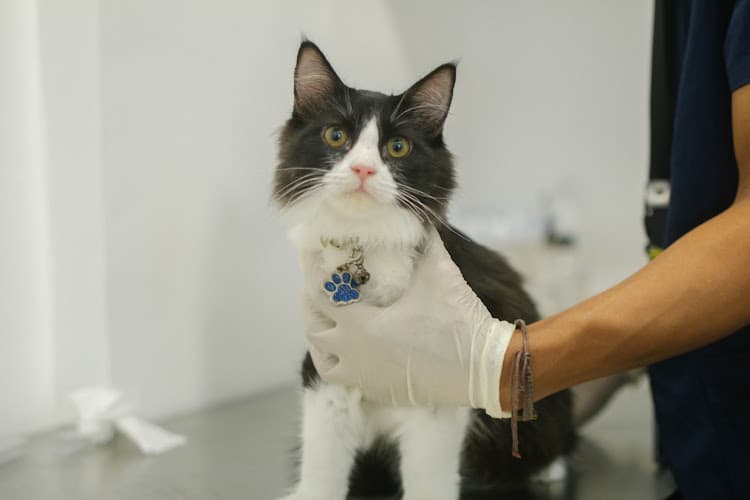 PETVET ANIMAL MEDICAL CENTER - DAVAO listing photo