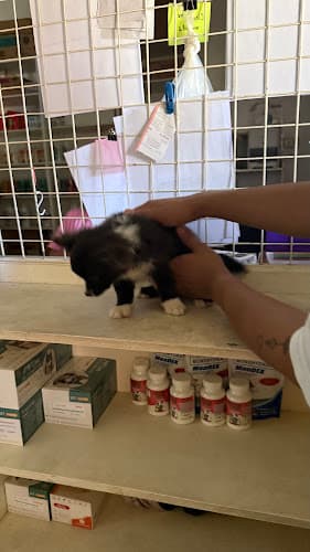 PAWS AND CLAWS ANIMAL CLINIC - PANDAN listing photo