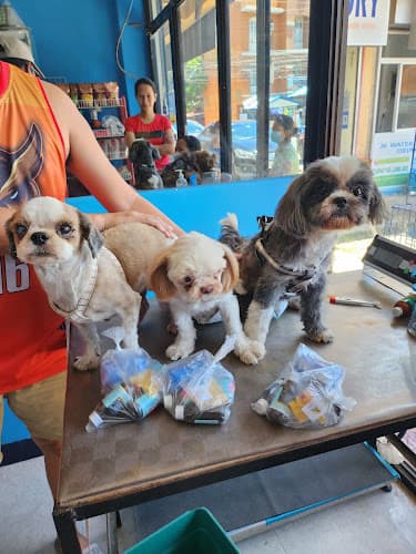 Urban Fur Veterinary Clinic listing photo
