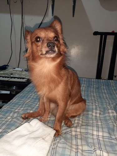 Dipolog Beastfriend Vet Clinic listing photo