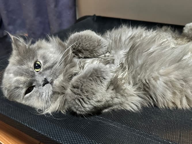 Gentri Vetcare Animal Clinic listing photo