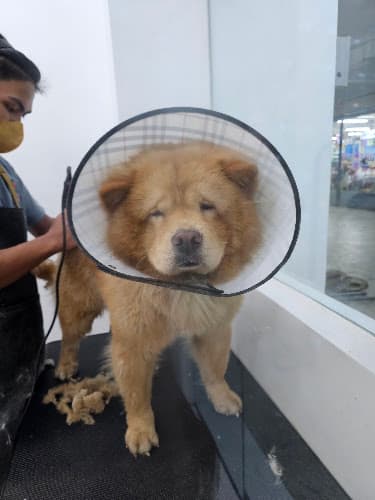 Pet Match Animal Clinic and Grooming Malabon listing photo