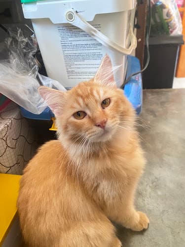 Tria Veterinary Clinic and Pet store listing photo