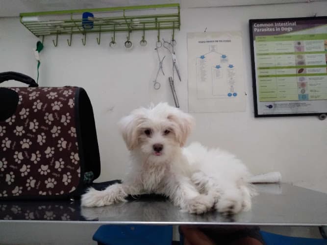 Tabaco Veterinary Clinic listing photo