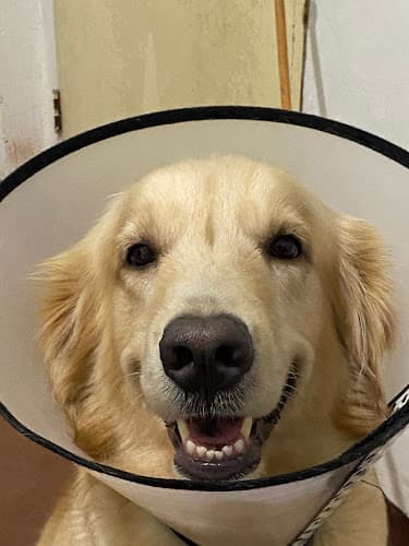 Furville Veterinary Clinic-Cadiz City listing photo