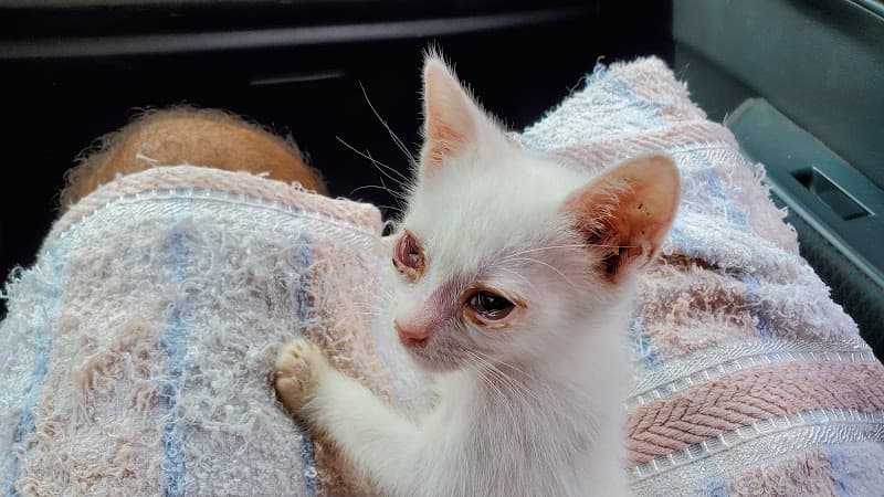 Fangs & Paws Animal Clinic listing photo