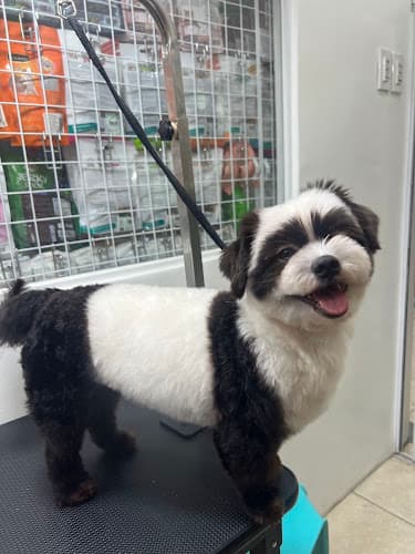 Mindz Pet Veterinary and Grooming Services Malabon listing photo