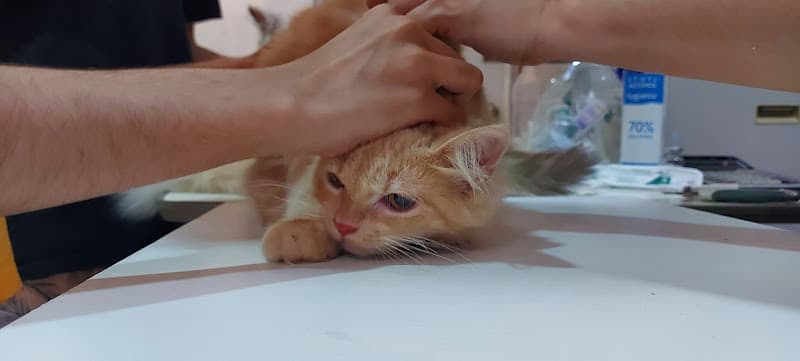 RDT Veterinary Clinic And Pet Supplies listing photo