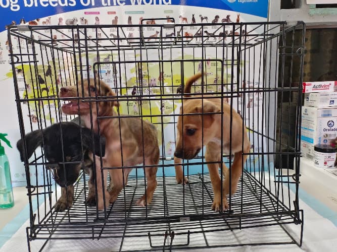 Digos Veterinary Clinic & Supply listing photo
