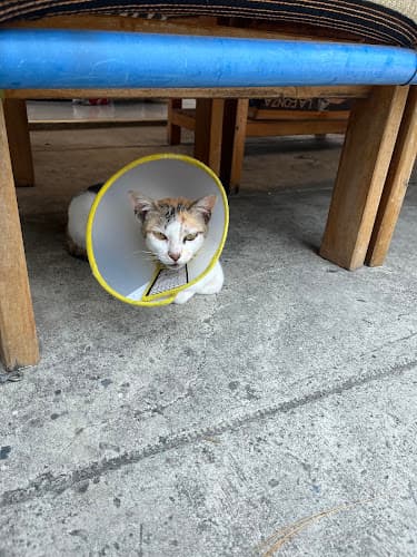 ELYU VETERINARY CLINIC listing photo