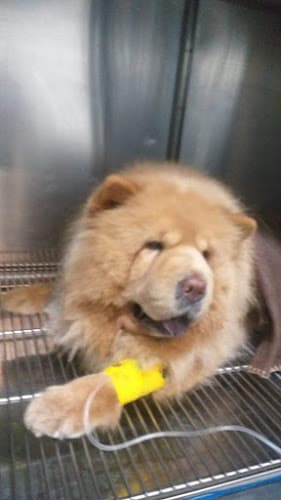 Greenwoods Pet Hospital listing photo