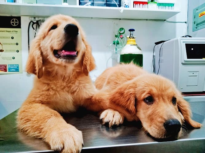 Waves & Tails Animal Clinic listing photo