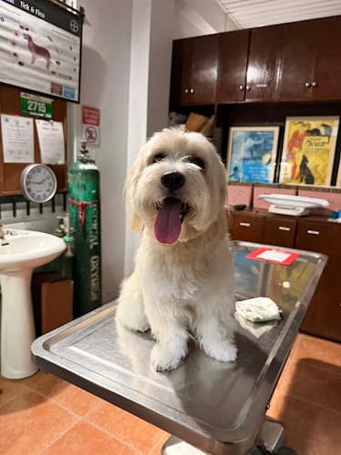 HERITAGE CORDILLERA VETERINARY CLINIC (The Animal Clinic) listing photo