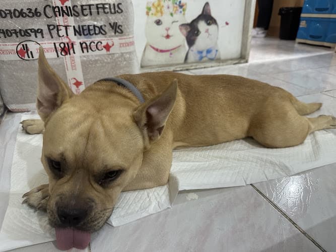 Canis et Felis' Veterinary Clinic listing photo