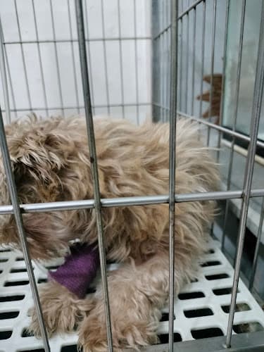 Pines Veterinary Clinic listing photo