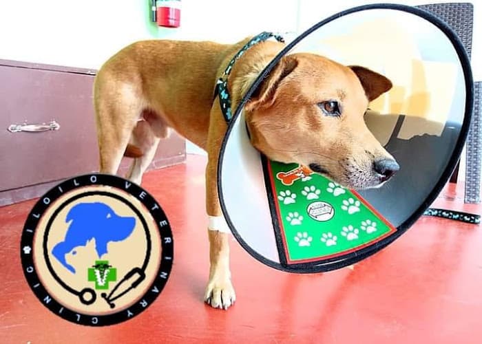 Iloilo Veterinary Clinic listing photo