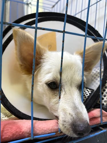 Pet's Kingdom Animal Clinic listing photo