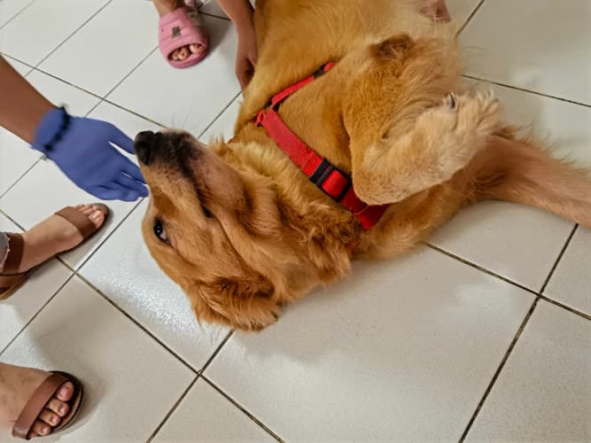 R-Nine Veterinary Services listing photo