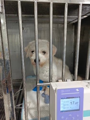 The Animal Doctors Veterinary Hospital - Panacan Branch listing photo
