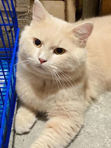 Tinga Animal Clinic listing photo