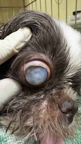 GREEN PAWS VETERINARY CLINIC AND PET SUPPLY listing photo