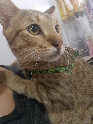 Sudah Veterinary Clinic, Grooming, and Accessories - Pulung Cacutud listing photo