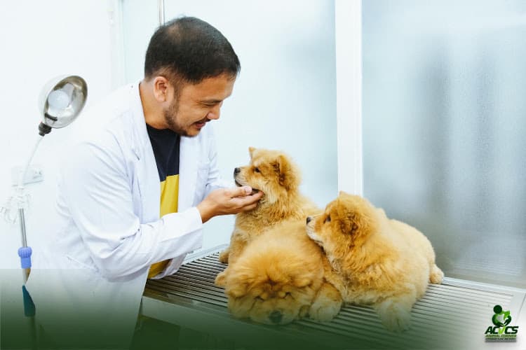 Animal Corner Veterinary Clinic & Supply (ACVCS) listing photo