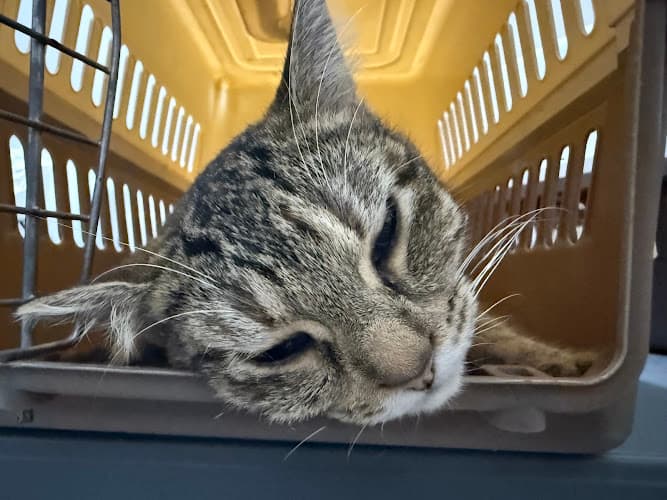 J and J Veterinary Clinic, Supplies and Grooming Center listing photo