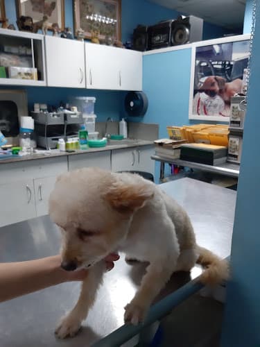 Mactan Veterinary Clinic listing photo