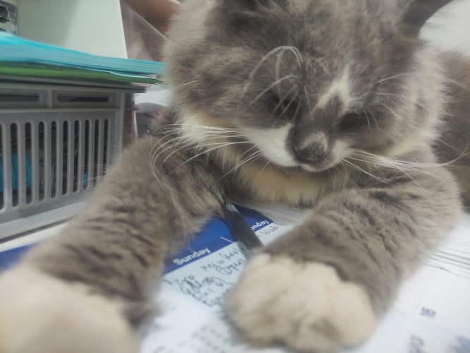 Pets Royale Veterinary Clinic listing photo