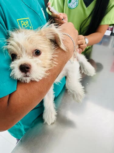 The Paw's Palace Veterinary Clinic listing photo