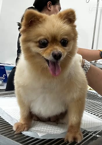 FirstVet Animal Clinic listing photo