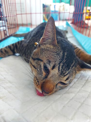 Pawfriends Veterinary Services-Lapu Lapu Branch listing photo