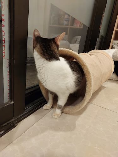 Woodhouse Animal Clinic listing photo