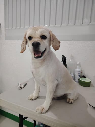 E & A Veterinary Clinic- Taal,Batangas listing photo